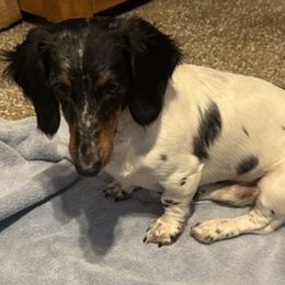 RHETT - Dachshund
