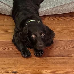 Boykin Spaniel Puppies from Briar Patch Kennels at Lucy Creek