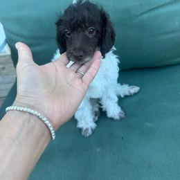 Rupert - Parti male Poodle puppy in Pueblo West, Colorado from Little Paws Poodles