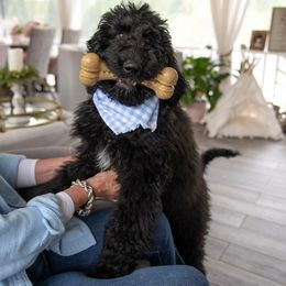 Bear - Black and white Aussiedoodle puppy in Greensboro, North Carolina from Glendale Doodles