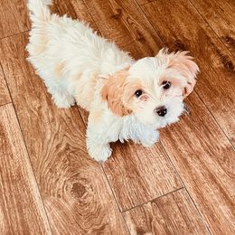 Cavachon and Cavalier King Charles Spaniel All Grown Up from Sarah Hill