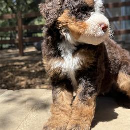 Nutella - Tri-color male Bernedoodle puppy in Temecula, California from Country Hills Doodles