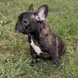Uno - Brindle male French Bulldog puppy in Salem, Illinois from Itsabulldogthing