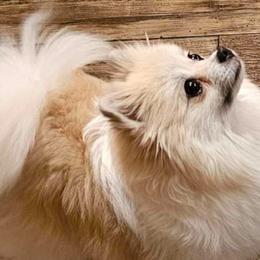 Pomeranians from Heart Of Texas Pom's