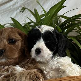 Cavalier King Charles Spaniels and Cavapoos from God Speed Paws