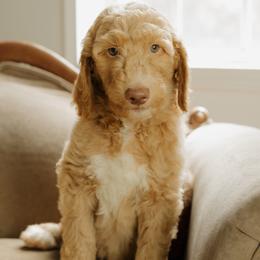 Jonny Cash - Apricot male Goldendoodle puppy in Hiddenite, North Carolina from Rose and Reid Doodles