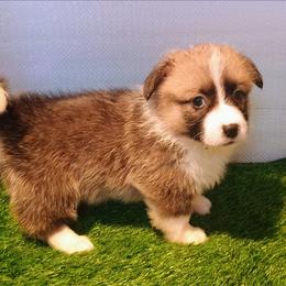 Marion - Sable female Pembroke Welsh Corgi puppy in Ellensburg, Washington from Faery Mount Farm