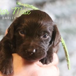 Boy 3 - Liver male Boykin Spaniel puppy in Capron, Virginia from Triple Creek Kennel