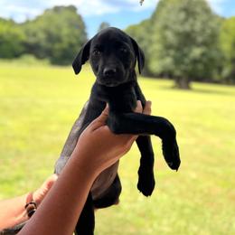 Black Female - Black female Labradoodle puppy in Rockmart, Georgia from Ross Farm Doodles