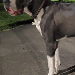 Great Danes from Newton's AKC Great Dane's