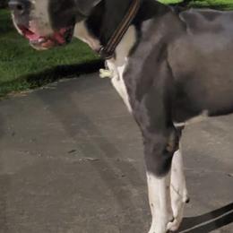 Great Danes from Newton's AKC Great Dane's