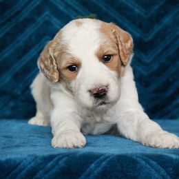 Male 1-Green Collar - Parti male Goldendoodle puppy in Macedon, New York from Toodles Goldendoodles