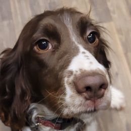 Ruby - English Springer Spaniel