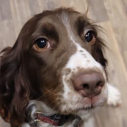 Ruby - English Springer Spaniel