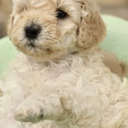 Australian Labradoodle Puppies from Tiny Treasures Australian Labradoodles