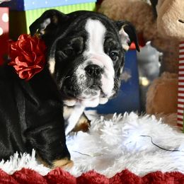 Angela - Black tri-color female Bulldog puppy in Caledonia, New York from Raise The Woof Bulldogs