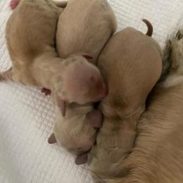 Honey - Cream female Dachshund puppy in Lake Mary, Florida from Lakeside Doxies