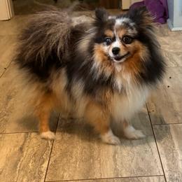 Graffiti - Pomeranian