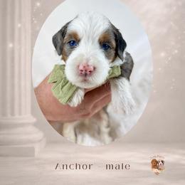 Boy 2 - male Bernedoodle puppy in Canton, Georgia from Teddy Puppies