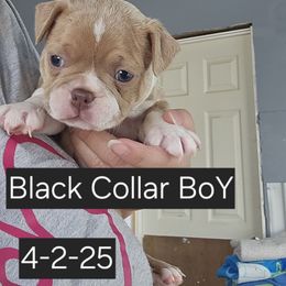 Black collar boy - Seal and white Boston Terrier puppy in Versailles, Indiana from Benhams Bostons