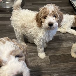 Poodle Puppies from Poodles of New England