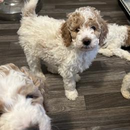 Poodle Puppies from Poodles of New England