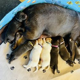 Dachshund and Labrador Retriever Puppies from Honeydew Ranch