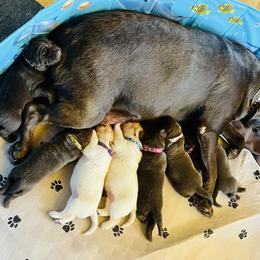 Dachshund and Labrador Retriever Puppies from Honeydew Ranch