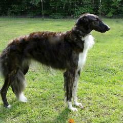 Kada - Borzoi