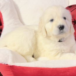 Black collar Boy - Rex - Golden Retriever puppy from Farley Goldens