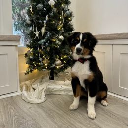 Miniature Australian Shepherd Puppies from Triple Branch Aussies