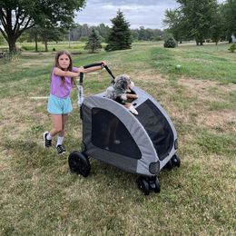 Aussiedoodle Puppies from Crystal Ridge Doodles