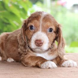 Marvin Purebred DNA Tested Parents Health Certified Family Raised - Dapple male Dachshund puppy in Haines City, Florida from Divine Poodle Paradise Standard Poodles & Divine Dachshunds