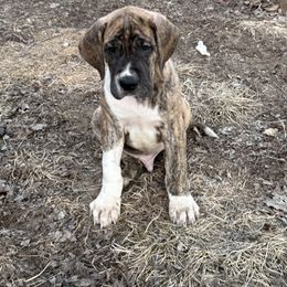 Boy 1 - Great Dane puppy from Bull West Kennels