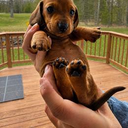 Trinket - Red female Dachshund puppy in Marinette/Green Bay, Wisconsin from Incahoots Smooth and Wirehaired Dachshunds