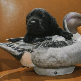 Diesel - Black male Labrador Retriever puppy in Miami Beach, Florida from AAA Ranch