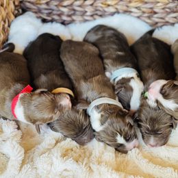 Aussiedoodle Puppies from Sand Hill Aussies and Doodles
