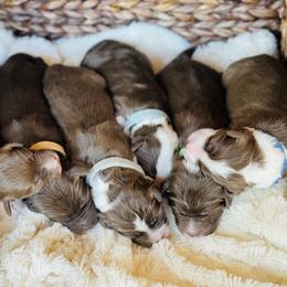 Aussiedoodle Puppies from Sand Hill Aussies and Doodles