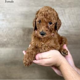 Julie - Red  female Poodle puppy in Abilene, Texas from Mesquite Kennels