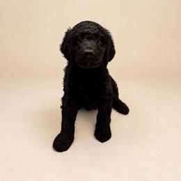 Boy 2 - male Goldendoodle puppy in Oklahoma City, Oklahoma from Haynes F1b Golden Puppies