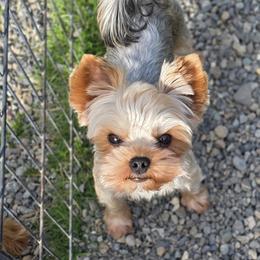 Yorkshire Terrier puppies from Luxe Yorkshire Terriers