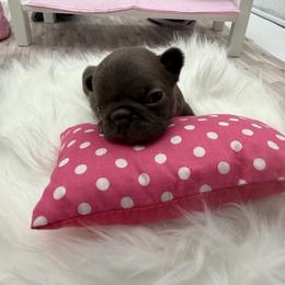 Boy 2 - Blue fawn male French Bulldog puppy in Campbell Hall, New York from Charlie’s Frenchies