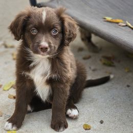 Poblano - Red & white male Miniature American Shepherd puppy in Austin, Texas from ATX Mini Aussies