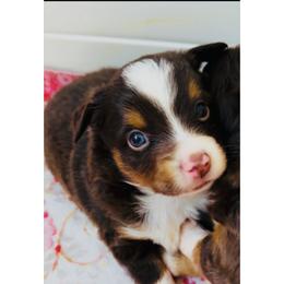Tommy - Red tri male Toy Australian Shepherd puppy in Norco, California from Joyfulpuppies