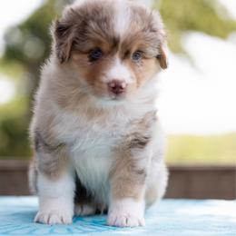 Kona - Red merle male Miniature American Shepherd puppy in Groesbeck, Texas from Empire Miniature American Shepherds
