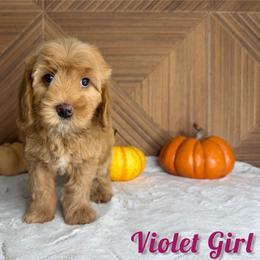 Violet Girl - Red  female Goldendoodle puppy in Modesto, California from Two Doods Doodles