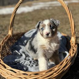 Blue Merle Male - Blue merle male Miniature Australian Shepherd puppy in Stuart, Virginia from Apple Tree Mini Aussies