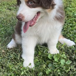 Australian Shepherd puppies from Apple Hill Aussies