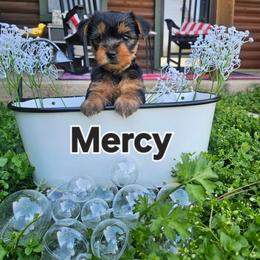 Mercy - Black and tan female Yorkshire Terrier puppy in Terrell, Texas from PBJ Farms
