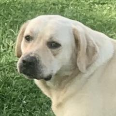 Saffron - Labrador Retriever